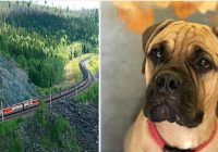 Krievijā pamests suns veica 200 km, lai atgrieztos mājās. Suņa uzticība!