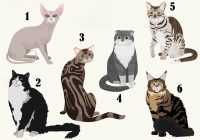 Izvēlies vienu no attēlā redzamajiem kaķiem un uzzini dažas sava rakstura iezīmes