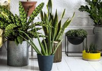 7 istabas augi, kas piesaista naudu, veiksmi un labsajūtu jūsu mājās
