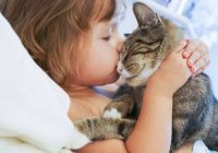 Kāpēc kaķim patīk gulēt uz cilvēka un par ko tas liecina