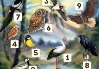Izvēlieties putnu un uzziniet, vai putna apraksts atbilst jūsu raksturam